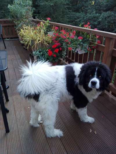 Fotochallenge Nr. 56 - geliebte Senioren-Beitrag-Bild