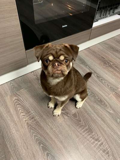 Die Dogorama-Wochen-Challenge "Die schönste Grimasse"-Beitrag-Bild