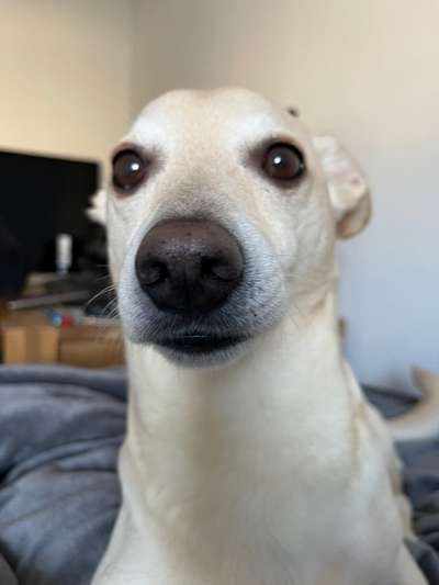 Hunde Porträt (Portrait) Galerie....-Beitrag-Bild