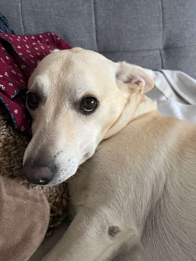 Labradorfans-Beitrag-Bild