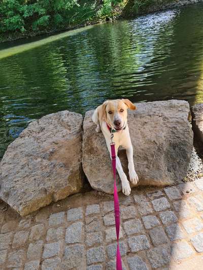 Labradorfans-Beitrag-Bild