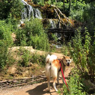 Hundetreffen-Gemütlich Gassi Gehen und Spielen-Bild