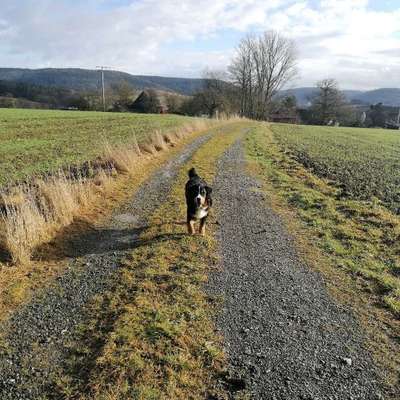 Hundetreffen-Hundetreffen Gassirunde/Spielen-Bild