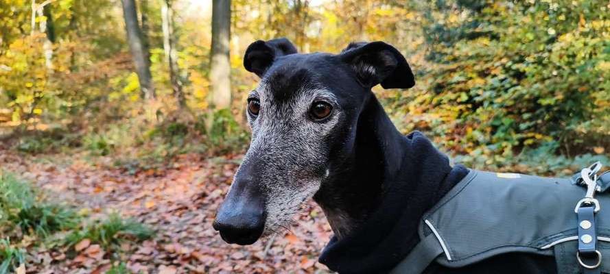 Hundetreffen-Entspanntes Gassigehen-Bild