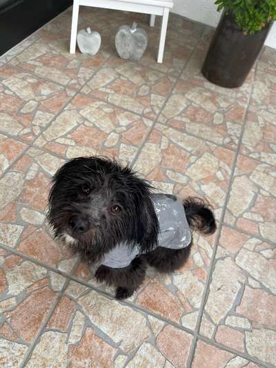 Havaneser dabei?:)-Beitrag-Bild