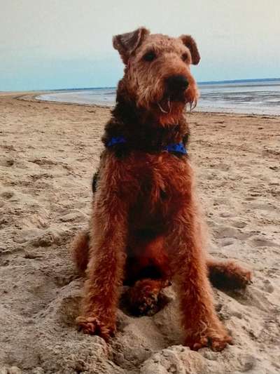 Unsere Fellnasen im Regenbogenland-Beitrag-Bild