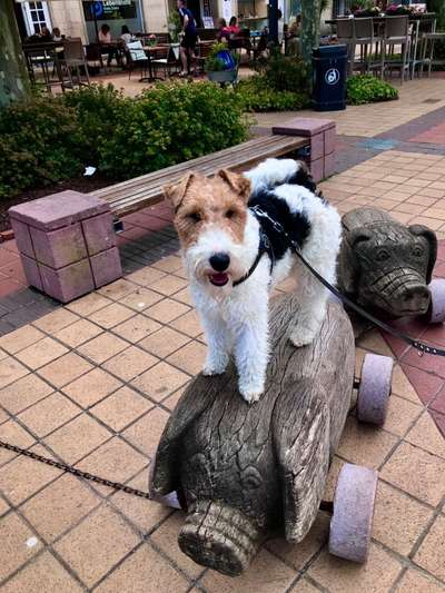 Foxterrier Gang-Beitrag-Bild