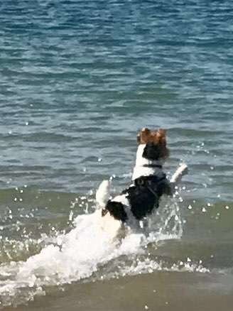 Hundeschwimmen-Beitrag-Bild