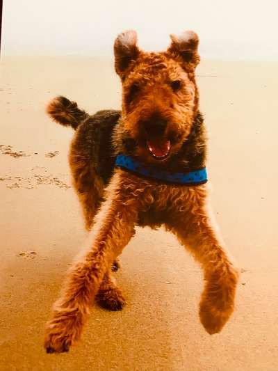 Unsere Fellnasen im Regenbogenland-Beitrag-Bild