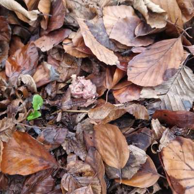 Giftköder-Giftköder-Bild