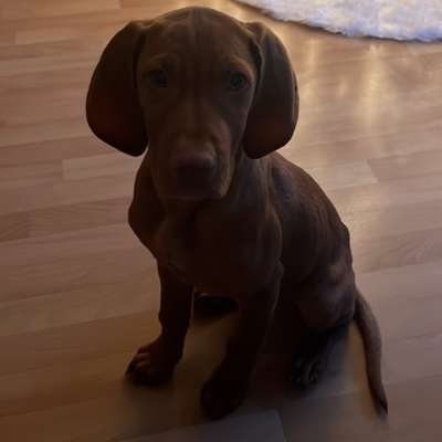 Hundetreffen-Welpentreffen in Isernhagen-Bild