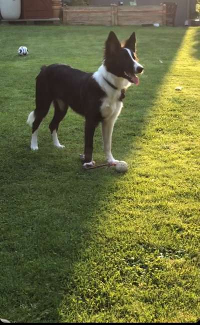 Hundetreffen-Hallo bin immer wieder froh wen meine kleine Zoe jemanden zum gassi gehen oder zum spielen hat.-Bild