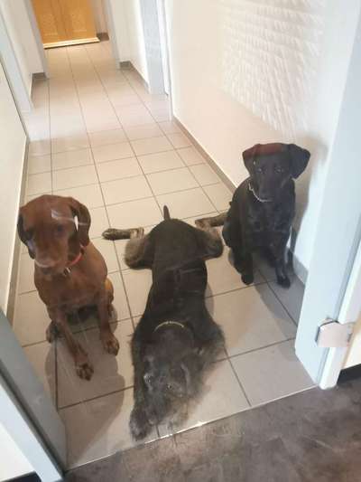 Bester Freund, Hundekumpel - zeigt her!-Beitrag-Bild