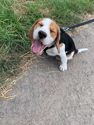 Fotochallenge Nr. 59 - Mein Hund zeigt die Zunge-Beitrag-Bild