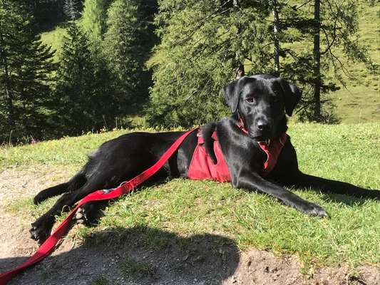 Wo sind meine Labrador Freunde-Beitrag-Bild