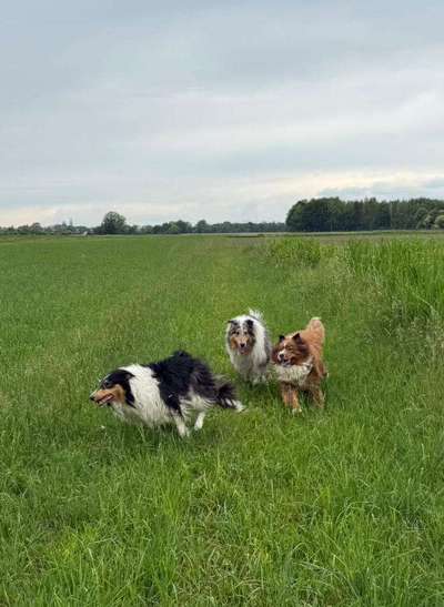Hundetreffen-Gassispielrunden auf der Hundewiese in Königsbrunn-Bild