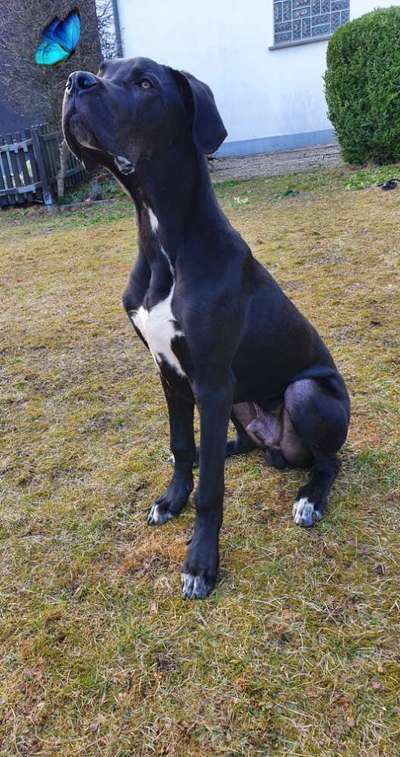 Deutsche Doggen Besitzer zeigt euch-Beitrag-Bild