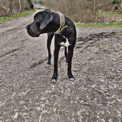 Deutsche Doggen Besitzer zeigt euch-Beitrag-Bild