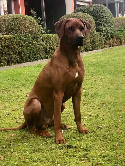 Rhodesian Ridgeback-Beitrag-Bild