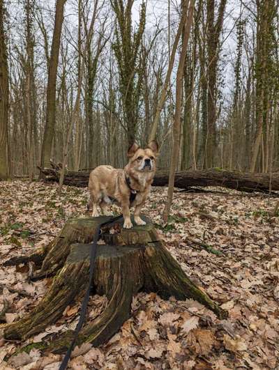 Hundetreffen-Gassirunde in Frohnau-Bild