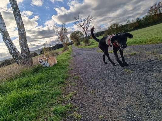 eure Spitznamen für die Vierbeiner-Beitrag-Bild