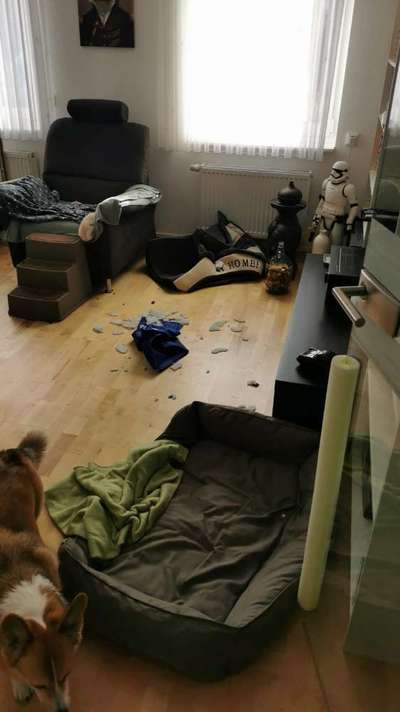 TierschutzhundeStammtisch🐕-Beitrag-Bild