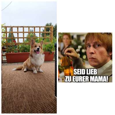 Wie heißt dein Hund?-Beitrag-Bild