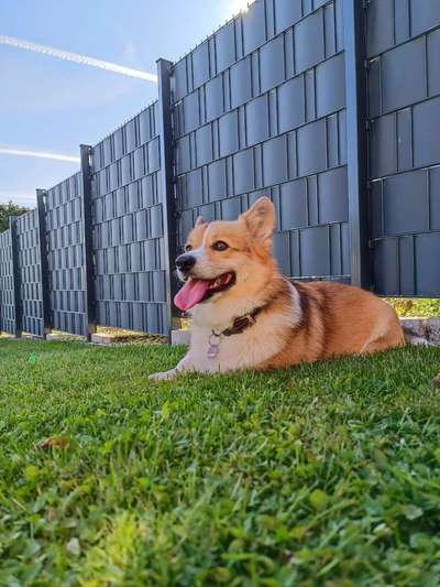 Hunderunde-Beitrag-Bild