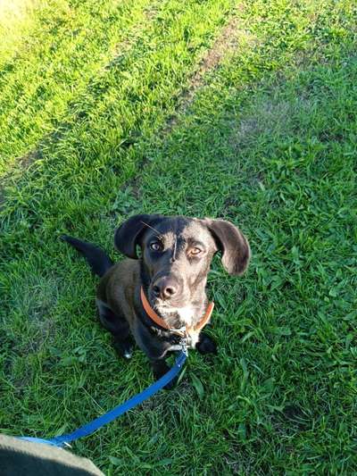 Mischlinge - wo habt Ihr Eure gefunden?-Beitrag-Bild