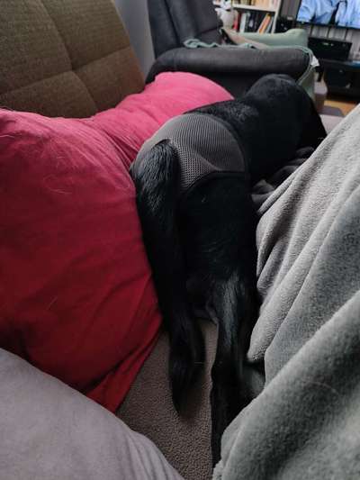 TierschutzhundeStammtisch🐕-Beitrag-Bild