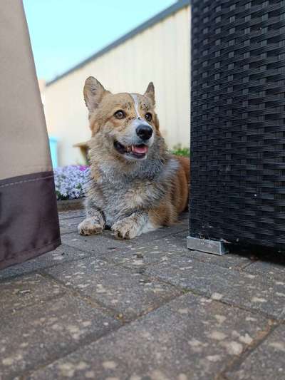 Dogorama Foto Challenge - Erwischt-Beitrag-Bild