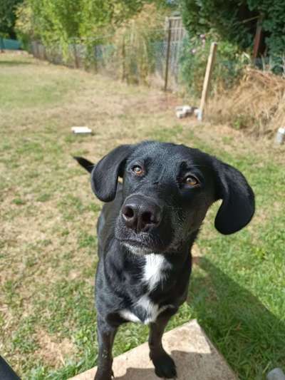 Auslandstierschutz-Beitrag-Bild