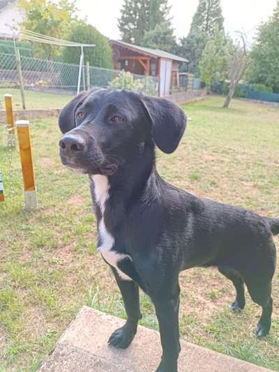 TierschutzhundeStammtisch🐕-Beitrag-Bild