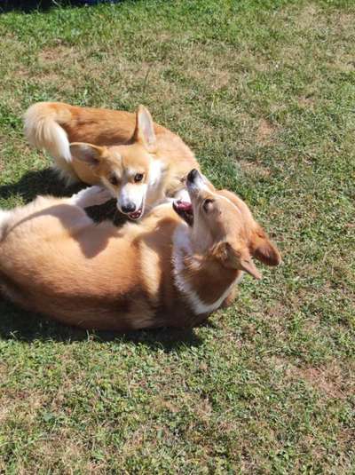 Erkennen Hunde ihre eigene Rasse?-Beitrag-Bild