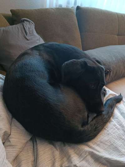 TierschutzhundeStammtisch🐕-Beitrag-Bild