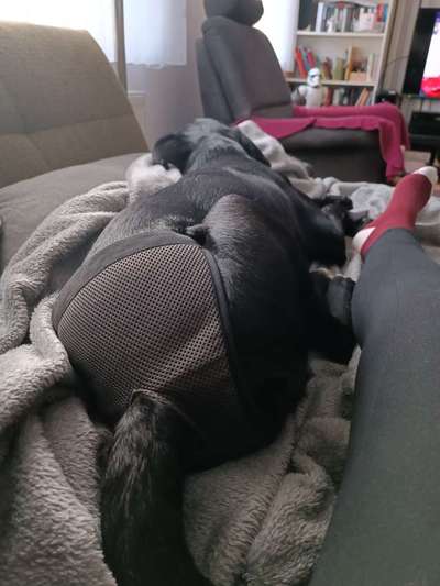 Roxy ist zum 1sten Mal läufig!-Beitrag-Bild