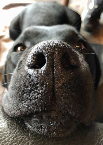 Die Dogorama Kalender Challenge Titelbild-Beitrag-Bild