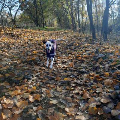 Hundetreffen-Spielen und Spazierengehen-Bild