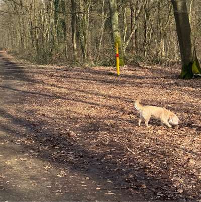 Hundetreffen-Spielrunde in Dorsten und Umgebung-Bild