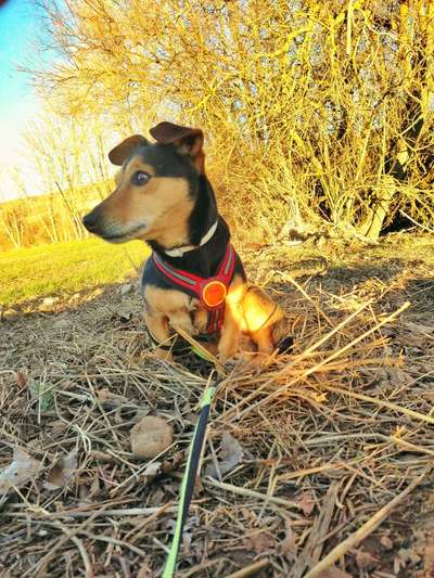 Hundetreffen-Hundespaziergang oder Treffen in Bern/Bümpliz-Bild