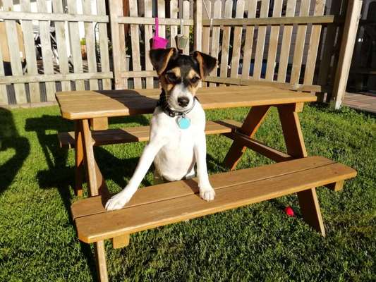 Welpen Bilder !-Beitrag-Bild