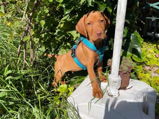 Hundetreffen-Welpentreff Steglitz-Bild
