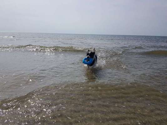 Dein Hund im Dogorama-Kalender 2021-Beitrag-Bild