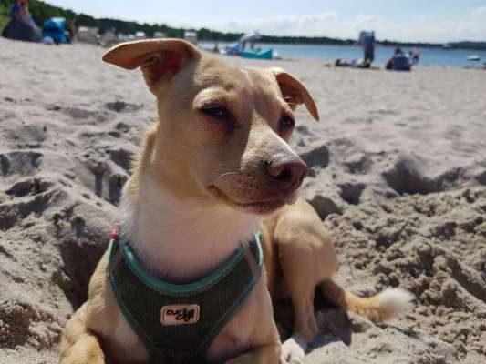 Dein Hund im Dogorama-Kalender 2021-Beitrag-Bild