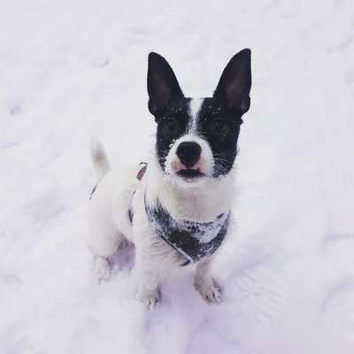 Dein Hund im Dogorama-Kalender 2021-Beitrag-Bild