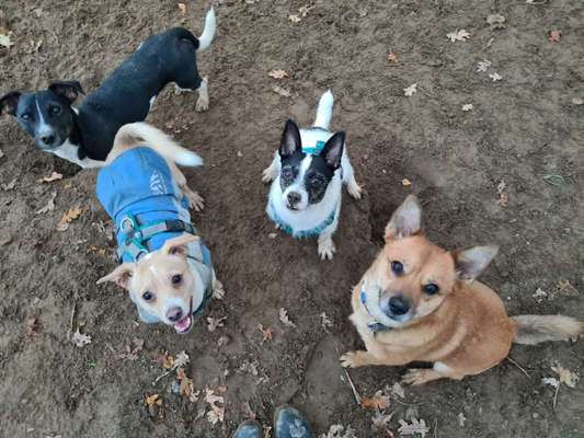 Bester Freund, Hundekumpel - zeigt her!-Beitrag-Bild