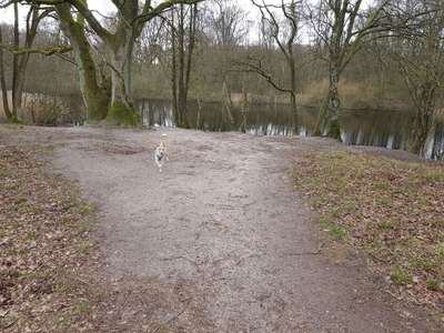 Hundeauslaufgebiet-Ehemaliger Campingplatz Kupferteich-Bild