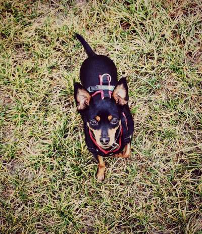 Prager Rattler-Beitrag-Bild