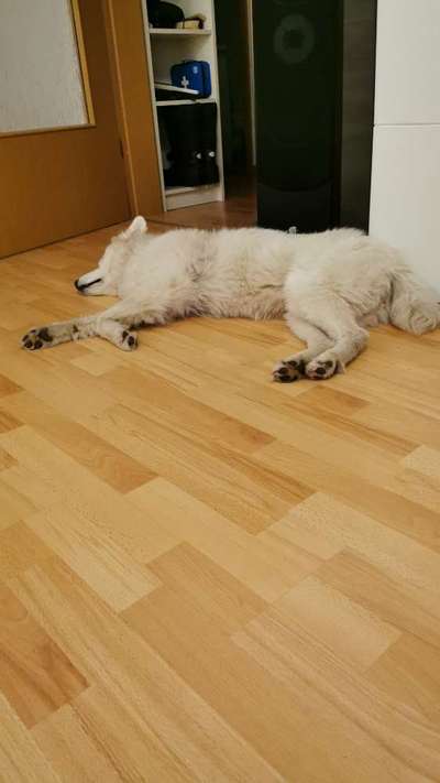 FOTOCHALLENGE: 25  Thema:  Hündische Haushaltshilfen-Beitrag-Bild