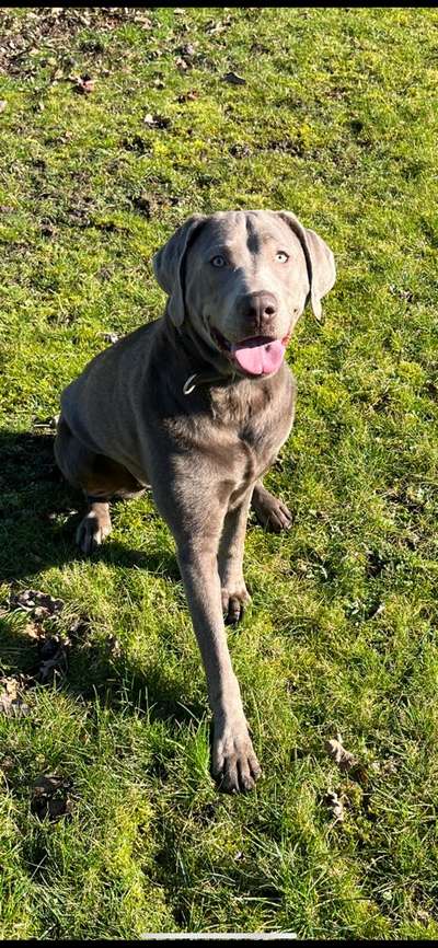 Handy Foto Challange Nr. 46  Happy Dog-Beitrag-Bild